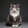 Luna Cat